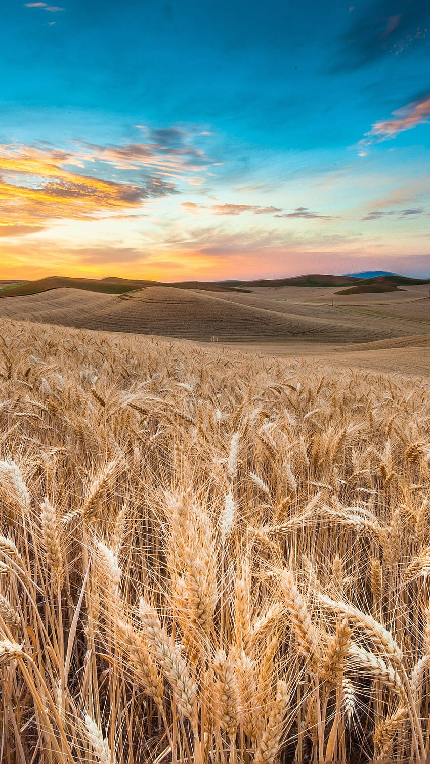 Field, , , wheat, spikes, sky, clouds HD phone wallpaper