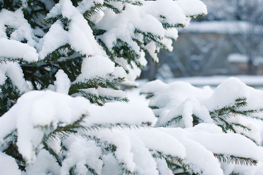 冬, 自然, 雪, 枝, トウヒ, モミ 高画質の壁紙