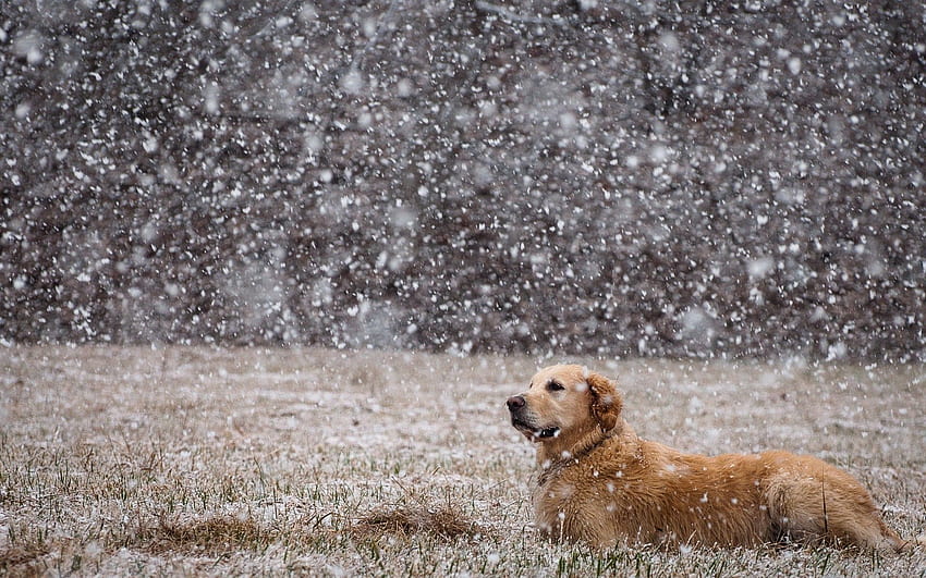 สัตว์ หิมะ นอน นอนลง สุนัข ทุ่ง ลาบราดอร์ วอลล์เปเปอร์ HD