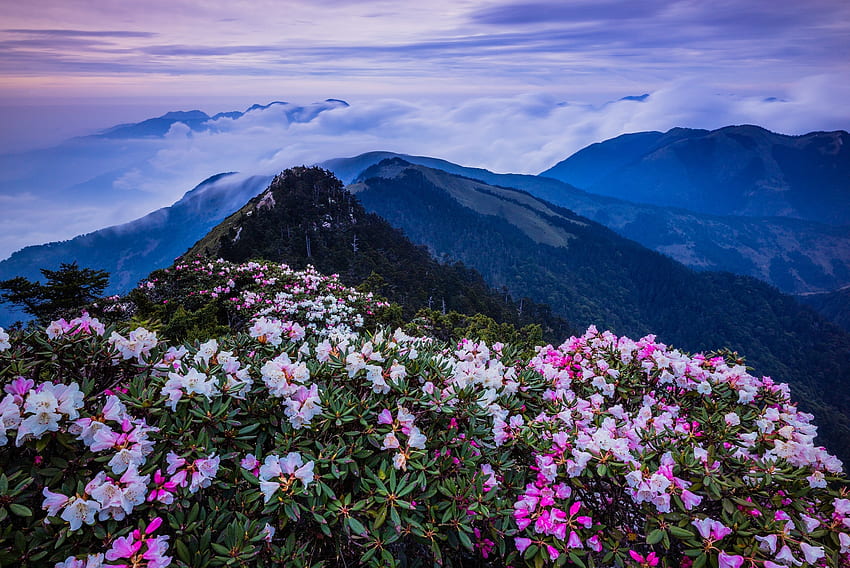 Taiwán, cielo, flores, montañas, asia fondo de pantalla