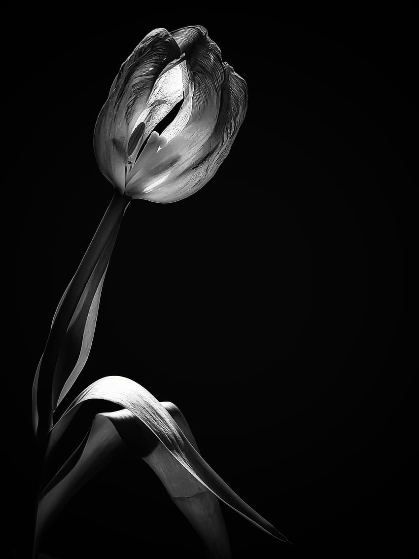 꽃, 검정색과 흰색, 튤립, 흑백의 HD 전화 배경 화면
