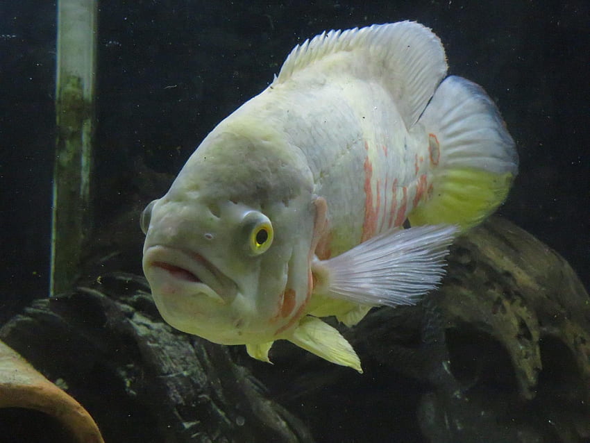 My Albino tiger oscar : Fish HD wallpaper