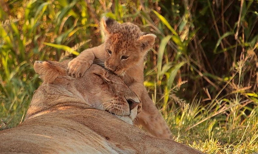 WAKE UP MOM !, africa, lion, wildlife, field HD wallpaper