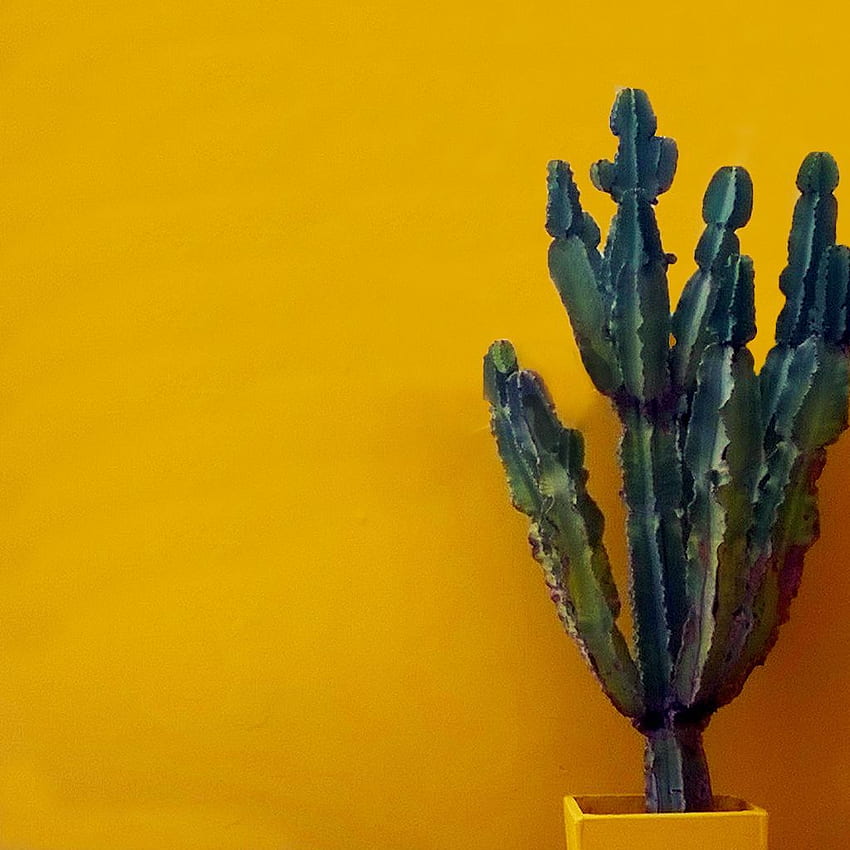 cactus. Cactus art, Cactus, Yellow aesthetic HD phone wallpaper