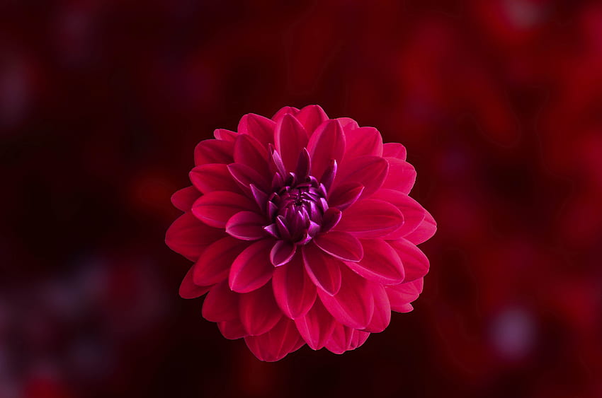Pink, blur, portrait, Dahlia, flower HD wallpaper
