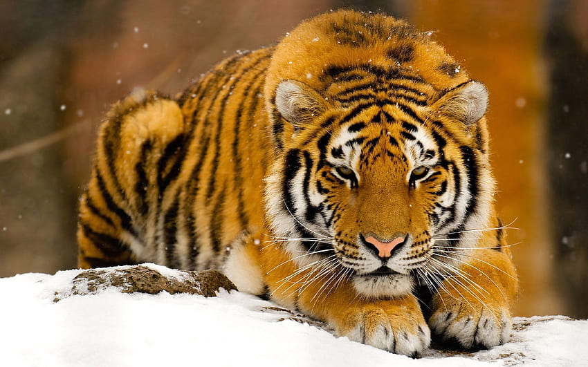 Zwierzęta, śnieg, leżeć, leżeć, duży kot, tygrys Tapeta HD