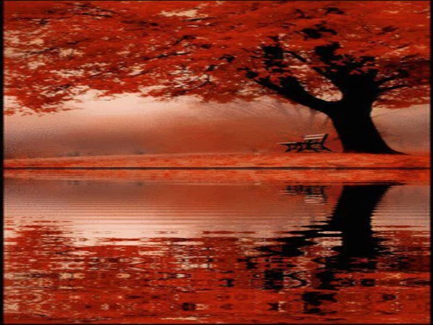 Riflessione autunnale, autunno, acqua, lago, albero Sfondo HD