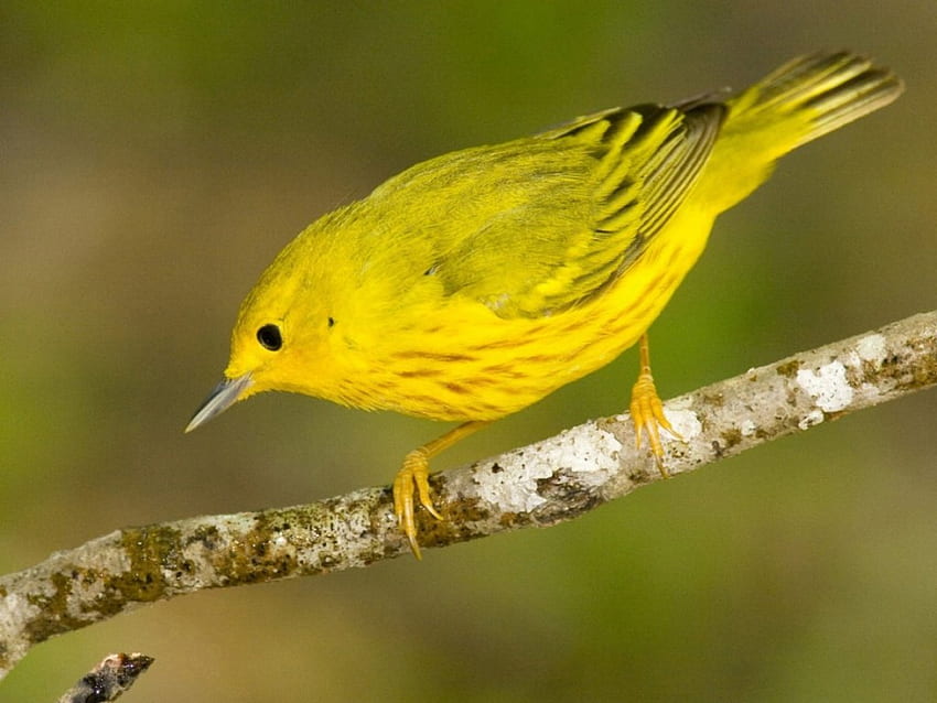 Малка жълта птица, клон, птица, жълто, сладко, малко, дърво HD тапет
