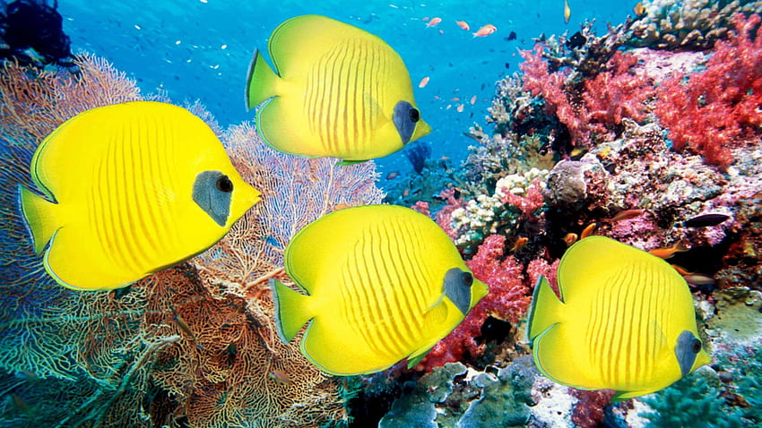 Yellow Butterfly Fish Mac, Animated Fish HD wallpaper