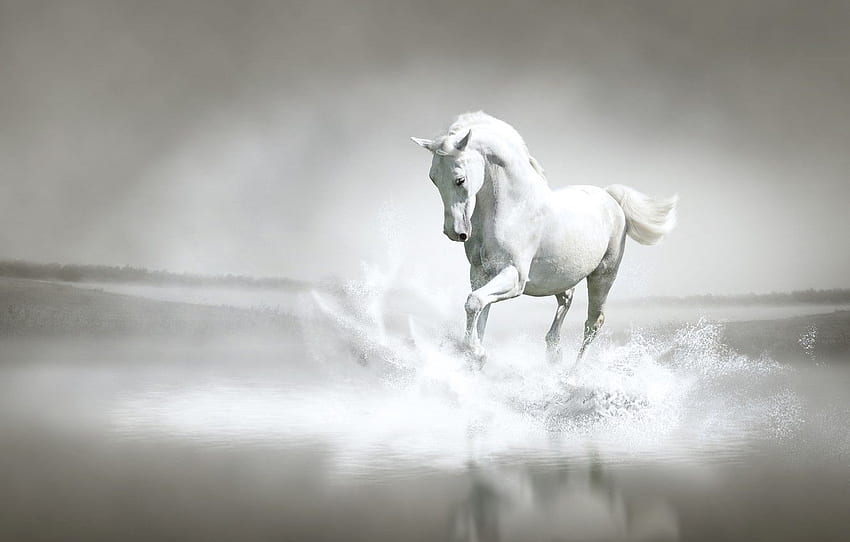 woda, tryskać, rzeka, brzeg, koń, bieganie Tapeta HD