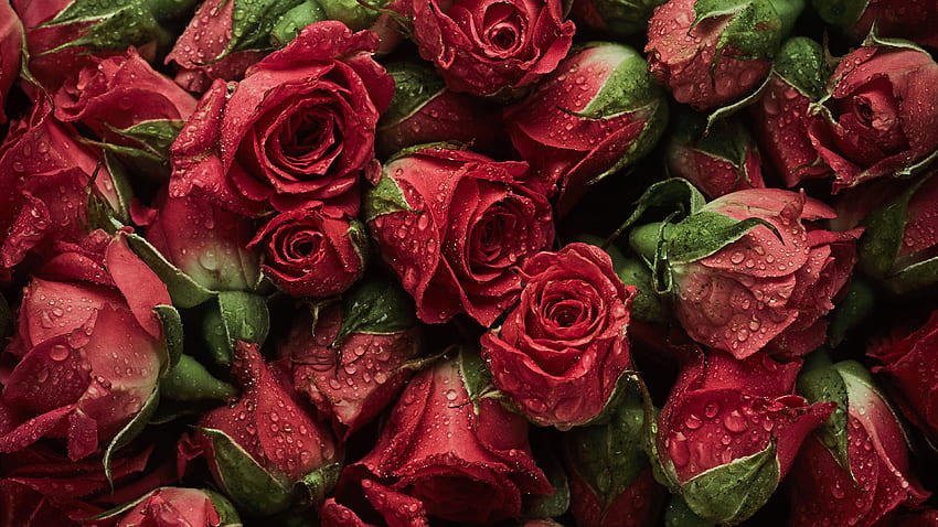 Texture Red Roses Drops Flowers Many HD wallpaper | Pxfuel