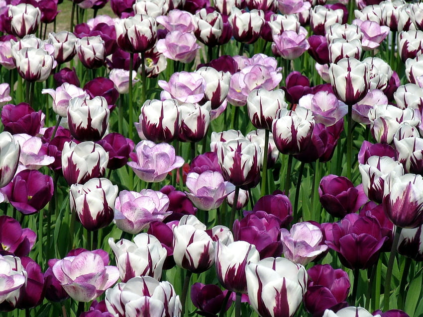 Blumen, Tulpen, Grüns, Blumenbeet, Blumenbeet, bunt, gesprenkelt HD-Hintergrundbild