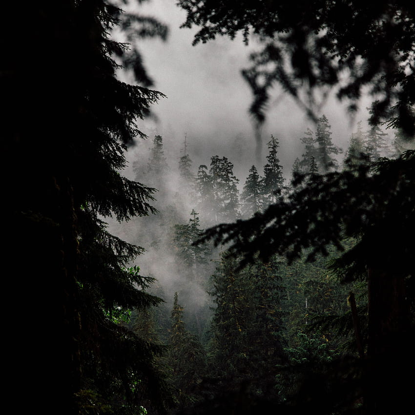 Outdoor, mist, fog, forest, Olympic National Park, US HD phone wallpaper