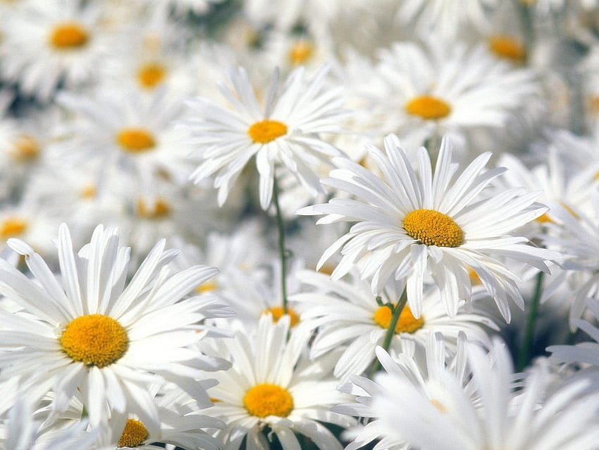 พืช, ดอกไม้, ดอกคาโมไมล์ วอลล์เปเปอร์ HD