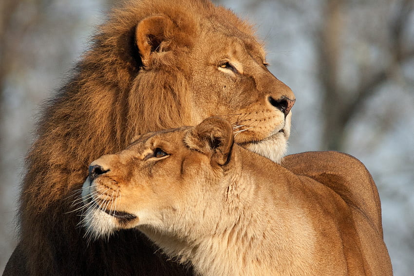Animals, Predators, Lion, Lioness, Tenderness HD wallpaper