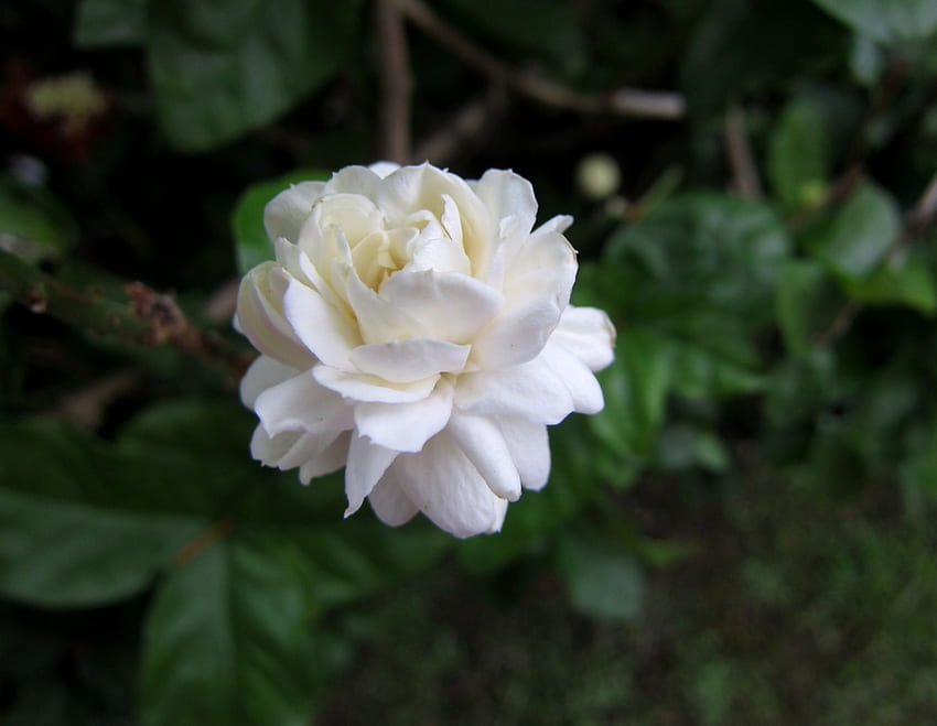 Beauté pure, blanche, jolie, fleur Fond d'écran HD