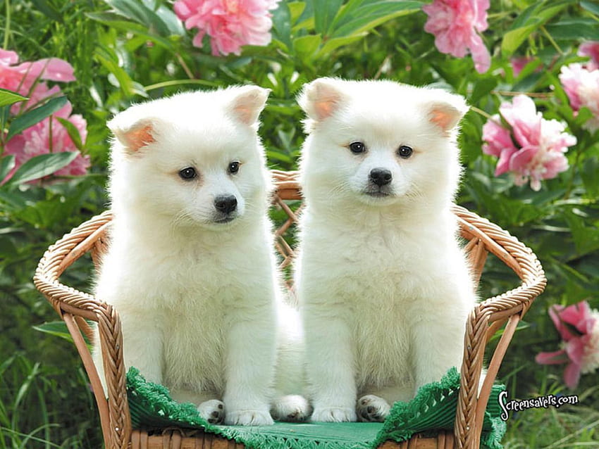 Pet Odors Eliminator. Pets. Pet dogs , Cute dogs, Cute Fluffy Dogs HD wallpaper