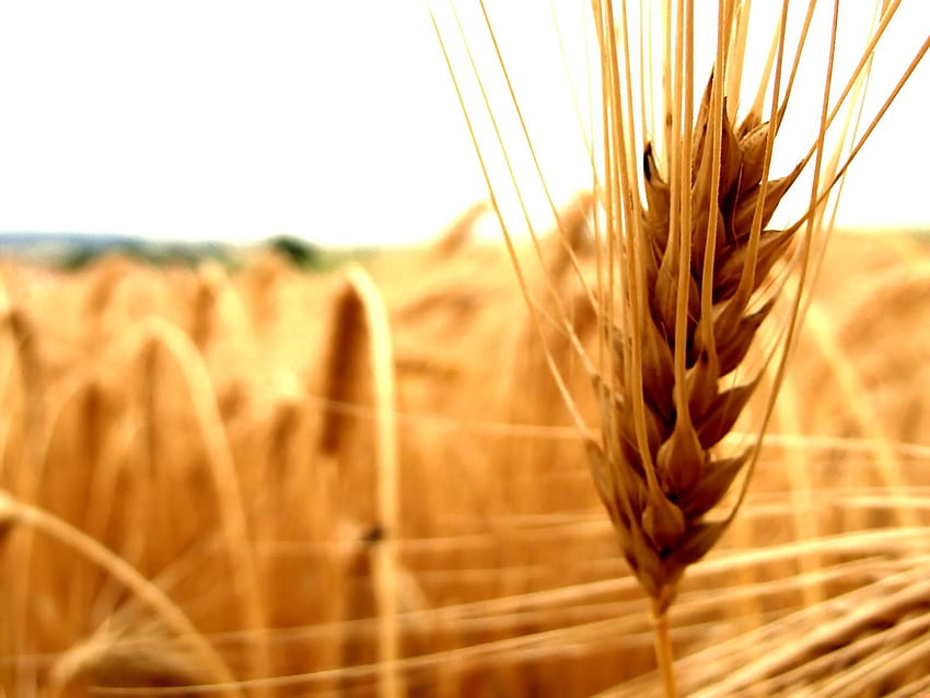Macro, Cereals, Ear, Agriculture, Cereal HD wallpaper