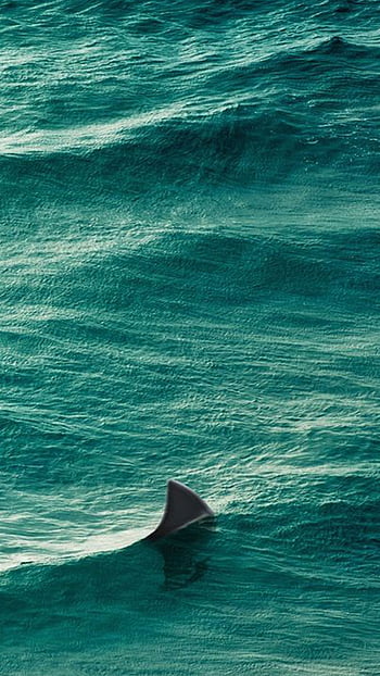 Free download iPhone 5 Wallpaper 640x1136 for your Desktop Mobile   Tablet  Explore 23 Sea Sharks Wallpapers  Sj Sharks Wallpaper Sharks  Background Sharks Wallpapers