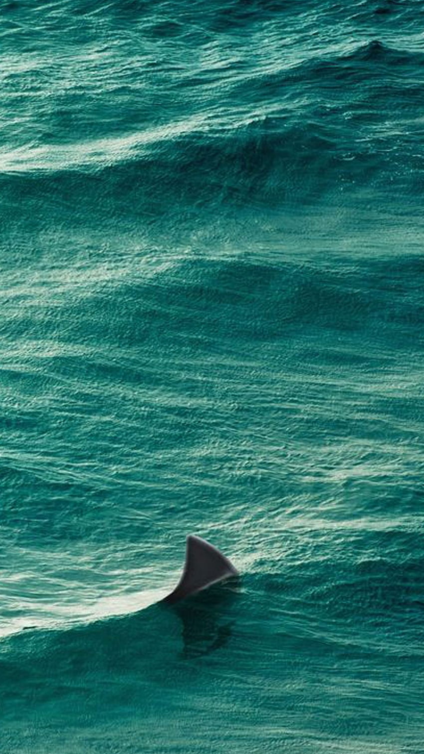 Aleta dorsal del tiburón a la superficie del agua. iPhone fondo de pantalla del teléfono
