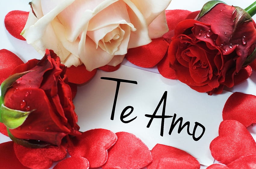 te amo, amor, rosa, love, red HD wallpaper