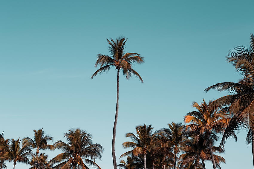 Nature, Trees, Sky, Palms, Crown, Tropical, Crowns HD wallpaper