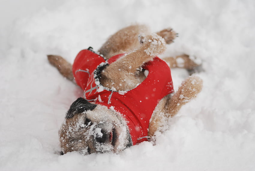 ๑๑ Kebahagiaan di salju ๑๑, musim dingin, putih, hewan, cinta, salju, natal, merah, alam, kebahagiaan, hewan peliharaan anjing, selamanya Wallpaper HD