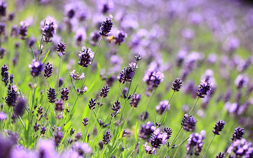 Lavender, Flowers, Lilac, Violet, Macro, Purple HD wallpaper