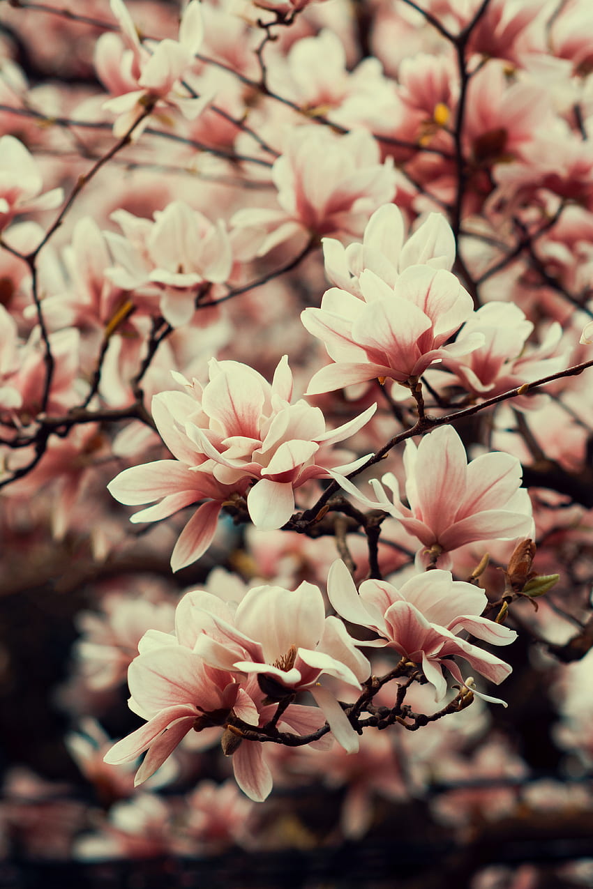 春, 花, 植物, 枝, ブルーム, 開花, マグノリア HD電話の壁紙