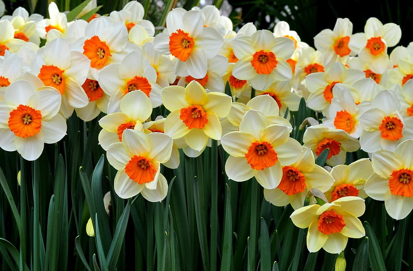 ดอกไม้ นาร์ซิสซัส แปลงดอกไม้ แปลงดอกไม้ ฤดูใบไม้ผลิ อารมณ์ วอลล์เปเปอร์ HD