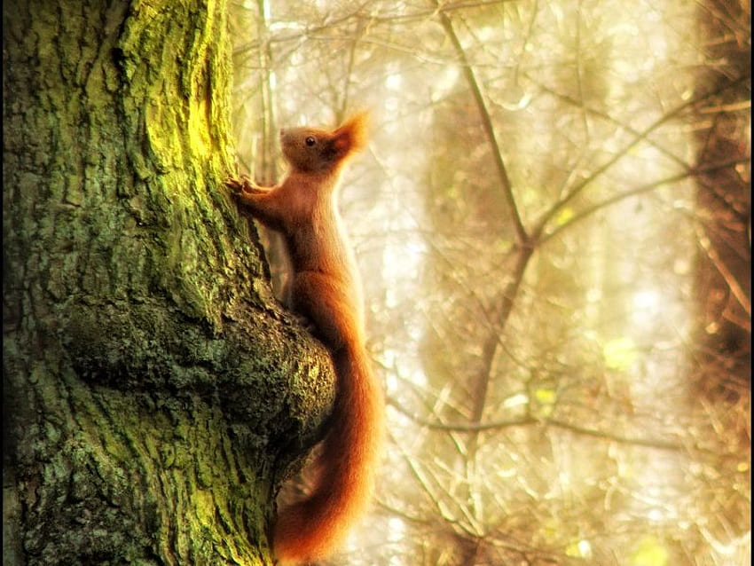 Écureuil roux, mignon, , écureuil, rouge Fond d'écran HD