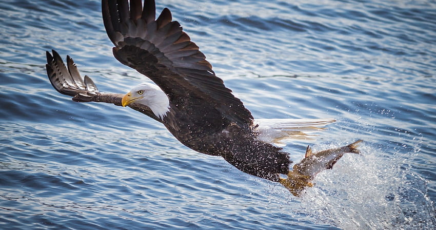 eagle catching fish wallpaper