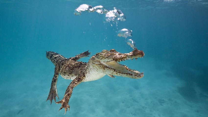 Crocodile, animal, underwater, Reptilia HD wallpaper