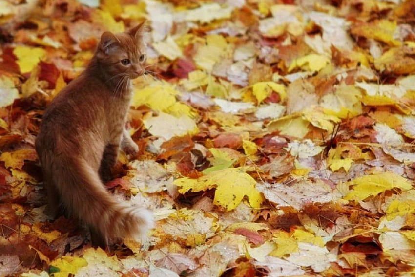 秋の葉キティ、裏庭、猫、キティ、秋の葉 高画質の壁紙