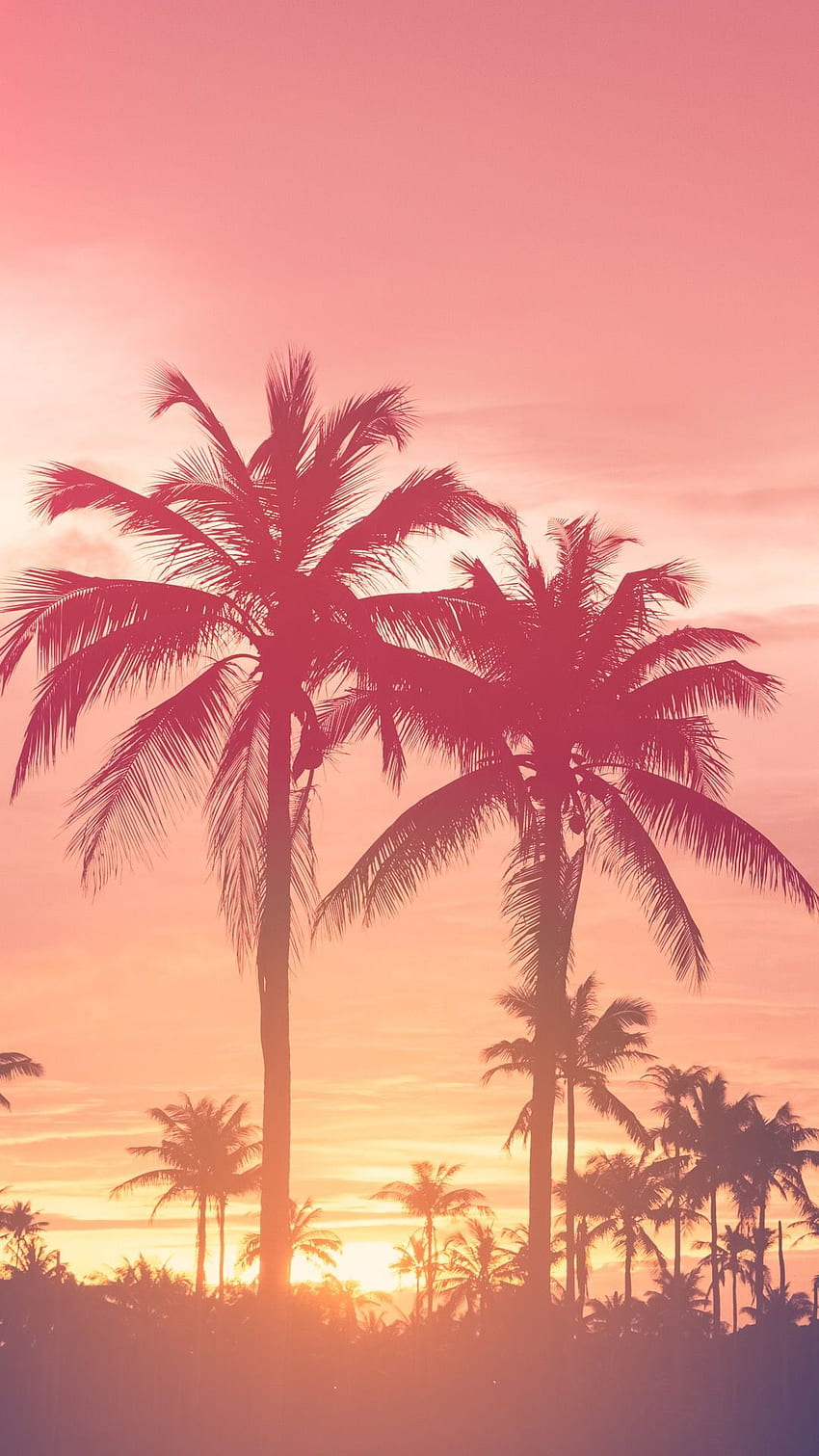 puesta de sol rosa. Puesta de sol, paisaje, playa, estética de la palma de la puesta del sol fondo de pantalla del teléfono
