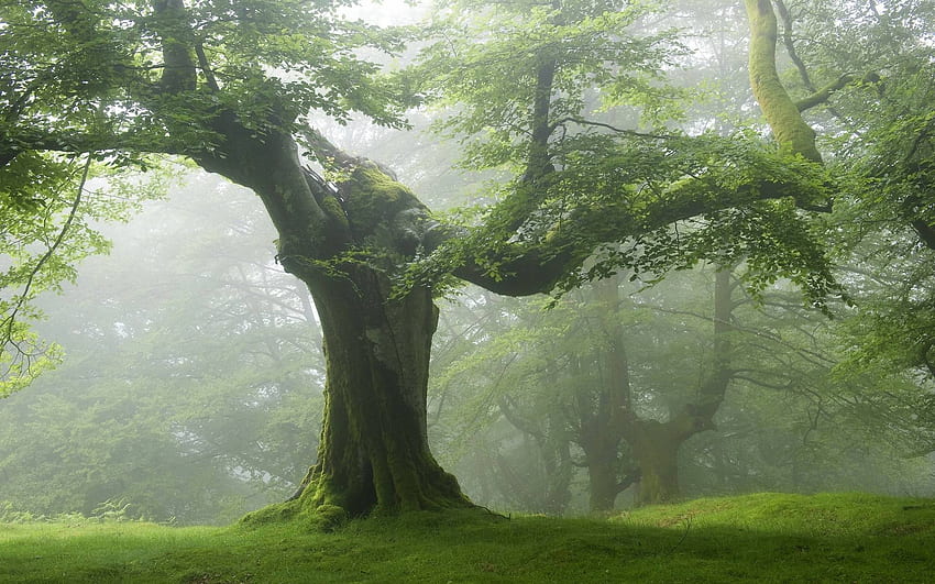 Trees Forest, Ancient Tree HD wallpaper
