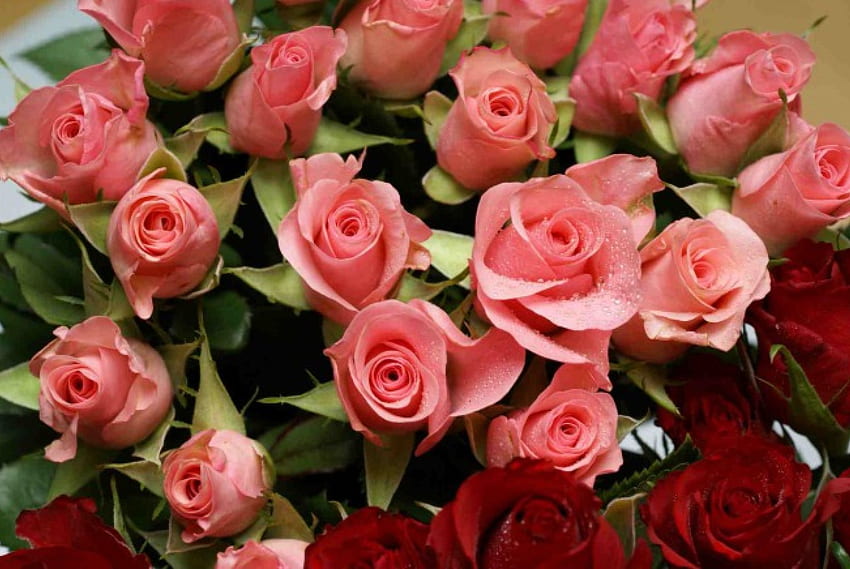 ピンクのバラの花束ロマンチック、ピンクのバラ、花束、ロマンチック 高画質の壁紙