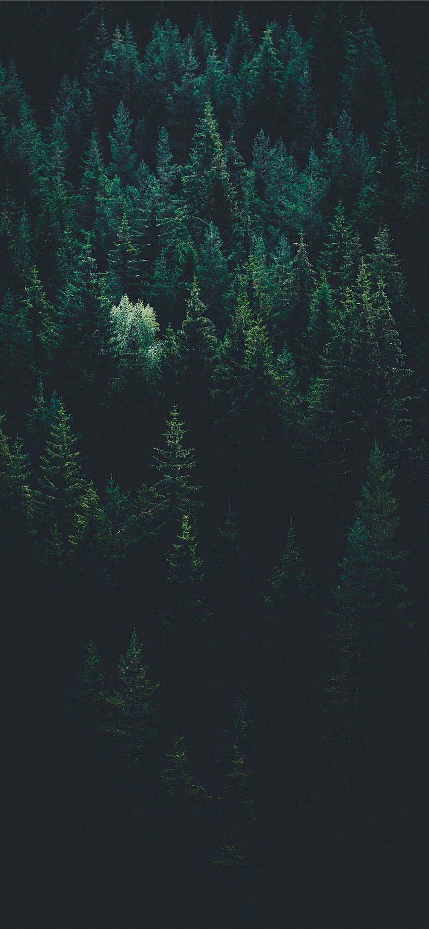 Aesthetic Forest Background, Black and Green Aesthetic HD phone wallpaper