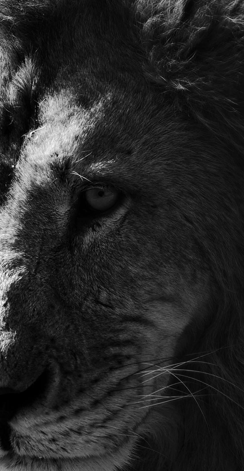 Il leone nero [], la leonessa in bianco e nero Sfondo del telefono HD