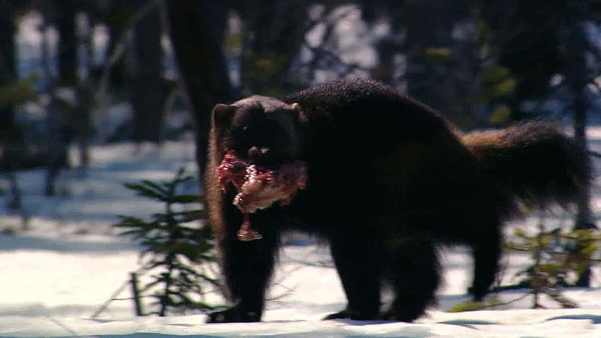 Video de glotones y cuervos buscando comida, Wolverine Animal fondo de pantalla