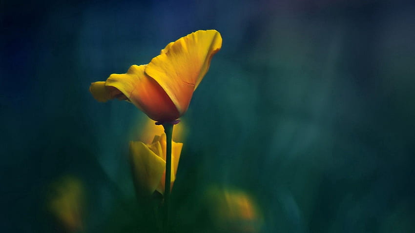 Blume, Makro, Unschärfe, glatt, Stiel, Stiel HD-Hintergrundbild