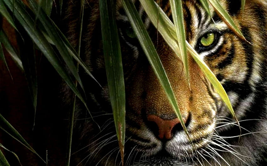 Visage de tigre, tigre agressif Fond d'écran HD
