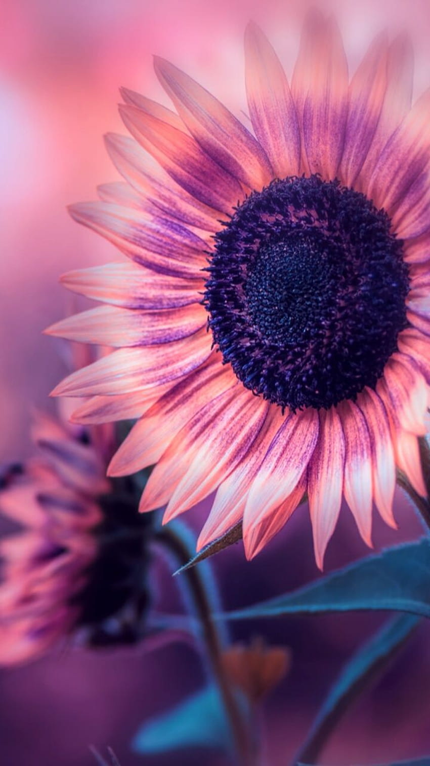 art, background, beautiful, beauty, colorful, design, flora, flowers, inspiration, lady, leaves, light, lilac, luxury, nature, pastel, graphy, pink flowers, soft, still life, style, sunflower, , we heart it, pastel flowers, pastel color, Purple Sunflower HD phone wallpaper