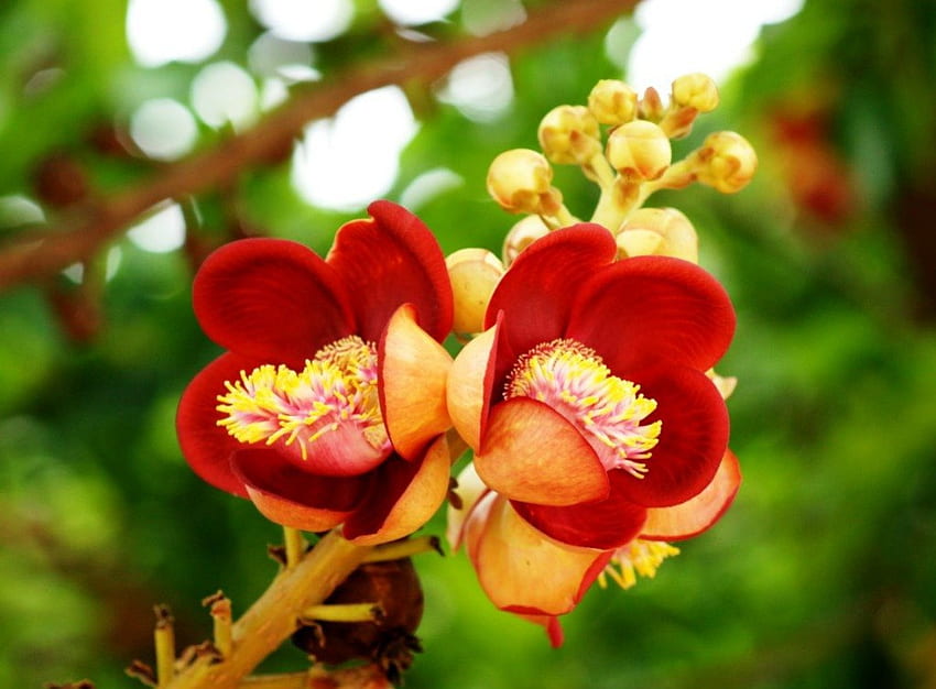 Süße wilde Blumen, Blätter, Stängel, grün, rot HD-Hintergrundbild