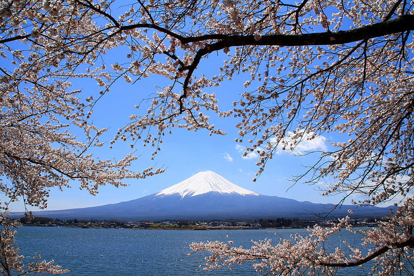 Monte Fuji, lago, flores da primavera, japão, montanha papel de parede HD