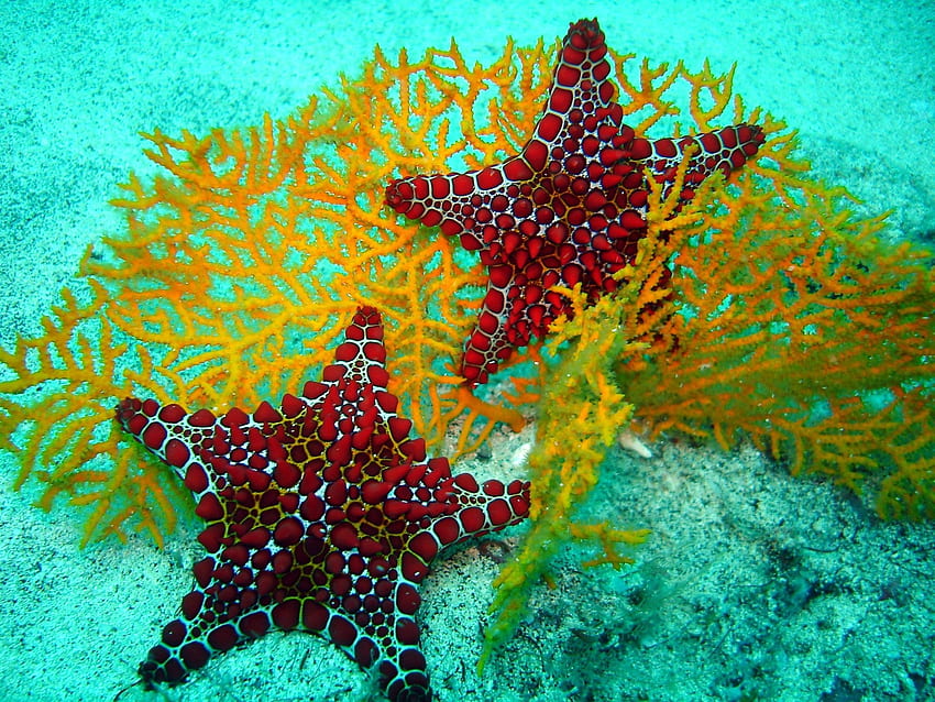 水中海洋生物。 海の生物、サンゴ礁、ヒトデ、カリブ海のサンゴ礁 高画質の壁紙
