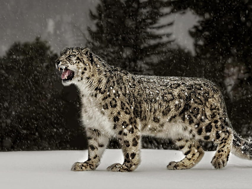 Leopardo delle nevi (Irbis) Sfondo HD