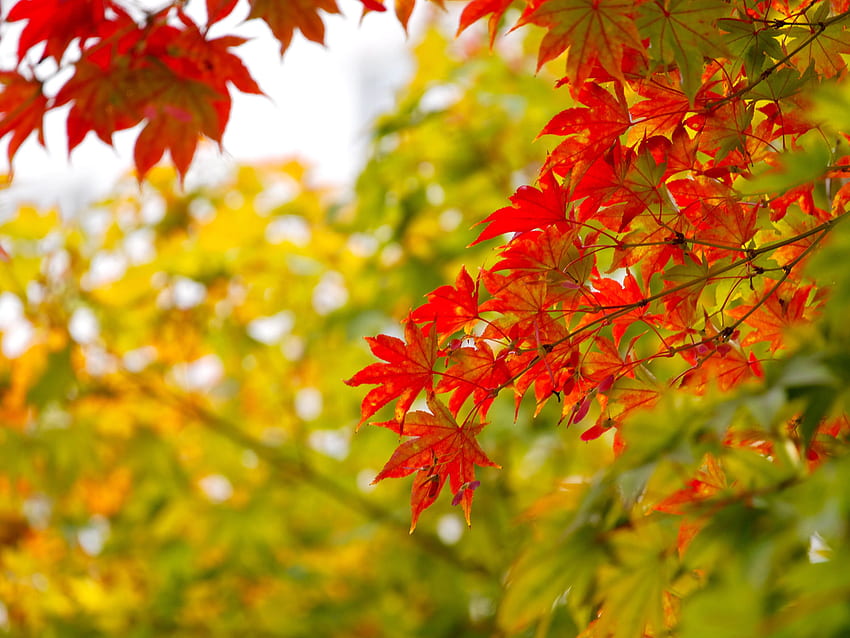赤と黄色のカエデの葉の秋の国のシンボル カナダ ウルトラ テレビ ノート パソコン タブレットと携帯電話、カナダ カエデの葉 高画質の壁紙