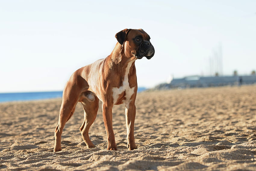 Boxer, Hund, selbstbewusst, Haustier HD-Hintergrundbild