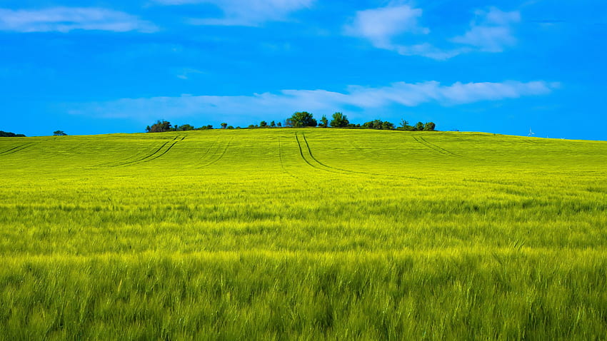 paisaje, granja de trigo, verde, completo, tv, f, , , , 24841 fondo de pantalla